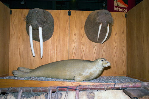 Seals & Walrus