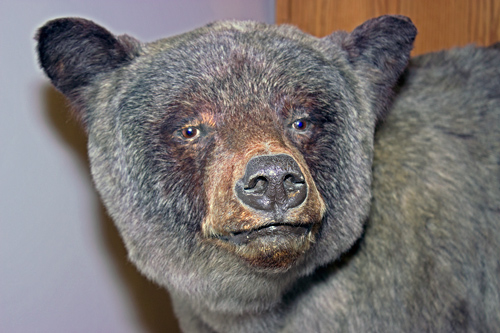 Bear Closeup
