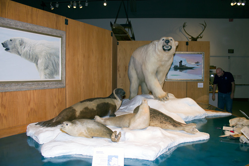 Polar Bear & Seals