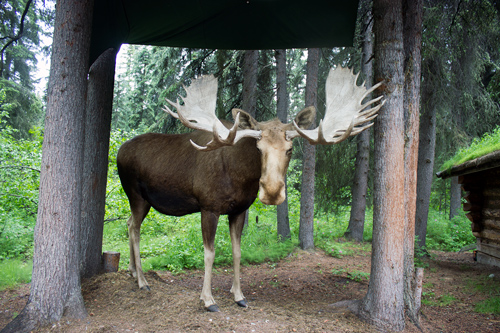 Undercover Moose