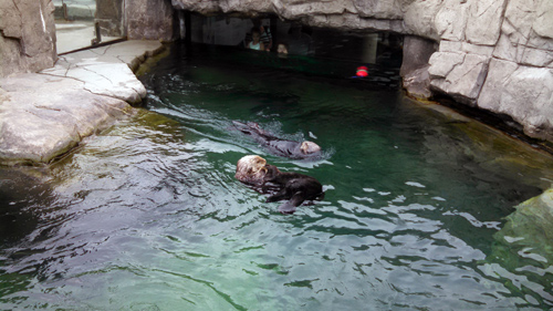 Sea Otters