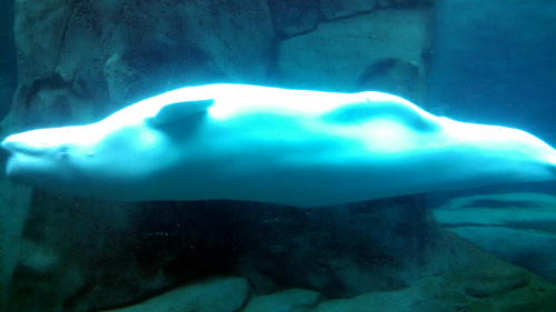 Beluga Whale