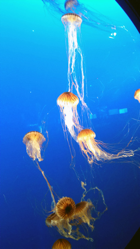 Jellyfish
