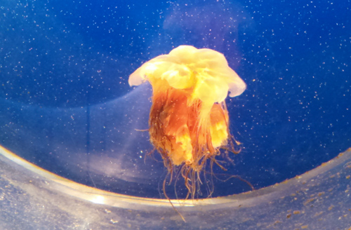 Jellyfish