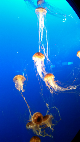 Jellyfish