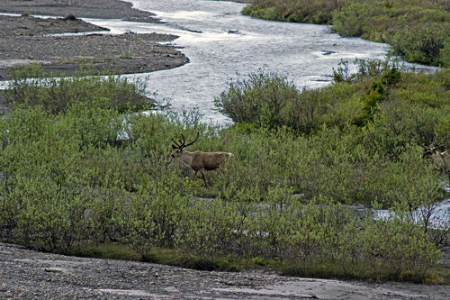 Caribou