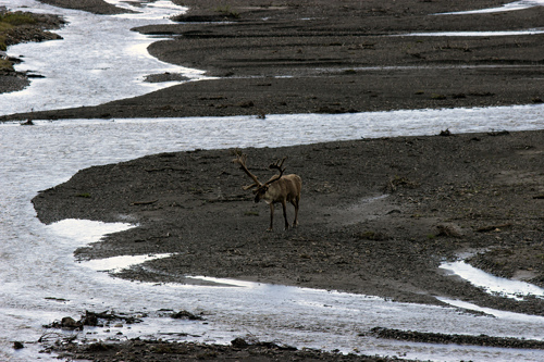 Caribou