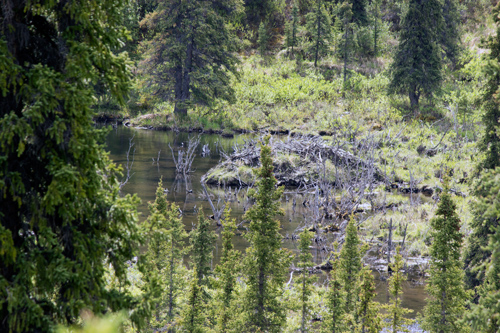 Beaver Pond