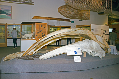 Bowhead Whale