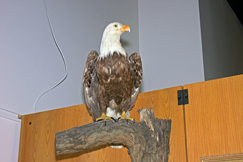 Eagle