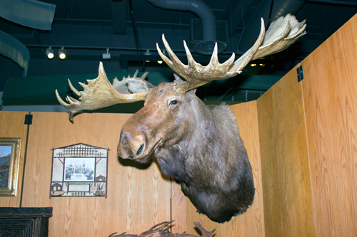 Moose Head