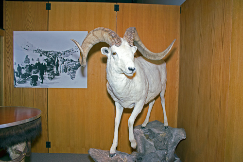 Mountain Goat