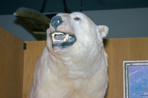 Polar Bears