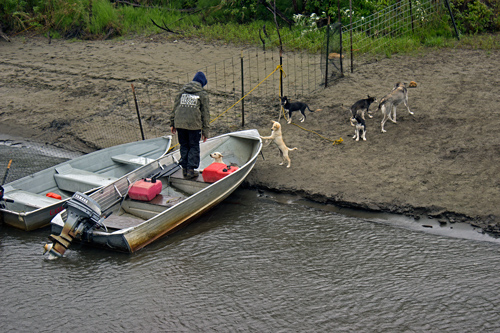 Susan Butcher Doggie Camp - Corrective Mother