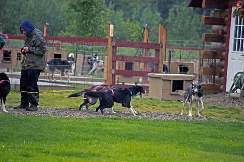 Susan Butcher Doggie Camp - Corrective Mother