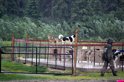 Susan Butcher Doggie Camp