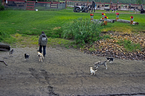 Susan Butcher Doggie Camp - Corrective Mother