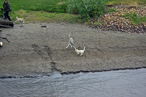 Susan Butcher Doggie Camp - Corrective Mother