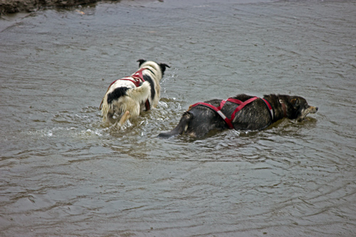 Dog Splash