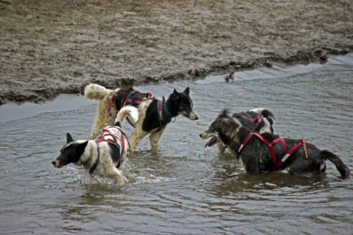 - Dog Splash