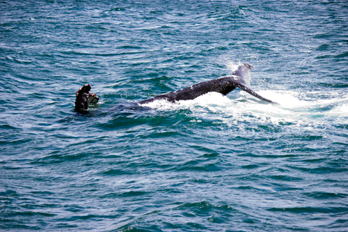 Whale Watching