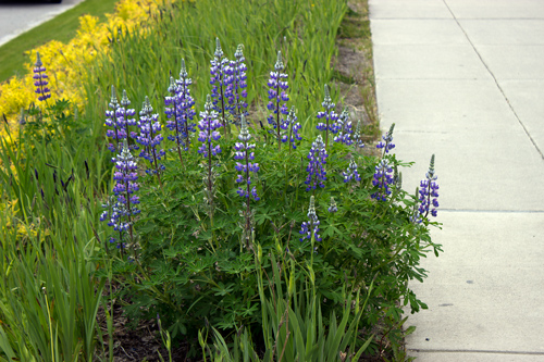 Skagway Flowers