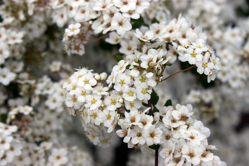 Skagway Flowers
