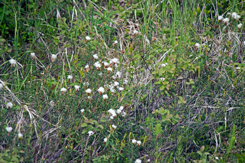 Talkeetna Flower